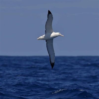  Albatrosses: Feathered Wanderers Soaring Through Endless Skies!