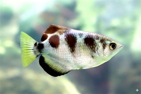  Archerfish! These Tiny Masters of Marksmanship Employ Ingenious Hunting Strategies To Capture Prey Above the Waterline