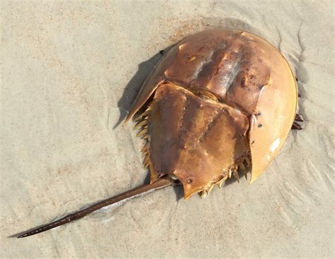  Armadillo Crab: A Prehistoric-Looking Creature With Surprisingly Graceful Movements!