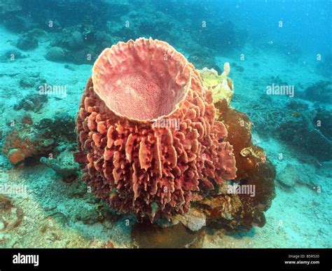  Barrel Sponge - Can These Vibrant Underwater Residents Really Filter Entire Oceans?