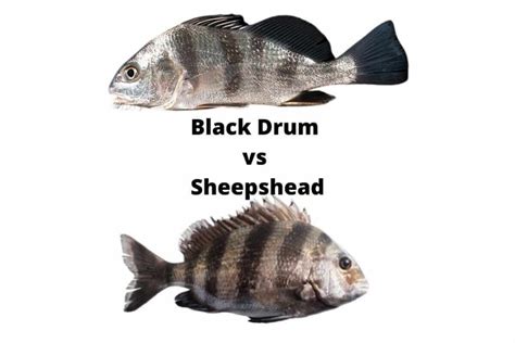  Black Drum! A Prehistoric Fish With an Appetite for Crustaceans and Bivalves