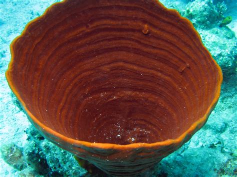  Cribrochalina! A Colorful Sponge With Remarkably Adaptive Feeding Habits 