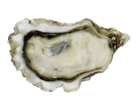 Eastern Oyster: A Delicious Bivalve That Knows How To Hold Its Breath For Extended Periods!