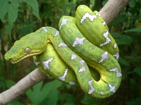  Emerald Tree Boa - Unraveling the Secrets of This Nocturnal Master of Camouflage!