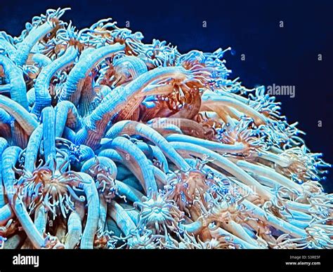 Flowerpot Coral! A Colorful Underwater Jewel Exuding Beauty While Providing Shelter for Countless Marine Creatures