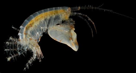 Ghost Shrimp: A Tiny Crustacean That Lives In A World Of Shifting Sands!