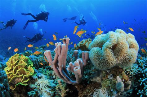  Hammer Coral: A Deep Dive into These Colorful Underwater Architects!