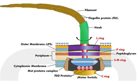 Heteromastix! A Single-Celled Superhero With Both Flagella And Filaments