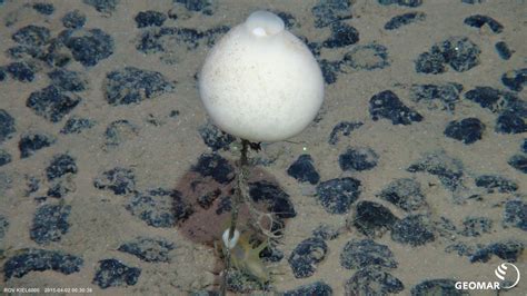  Hyalonema! A Marine Enigma Unveiled: This Deep-Sea Sponge Redefines the Meaning of Soft and Spiky