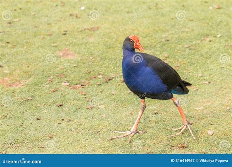  Ibis! The Majestic Bird That Combines Striking Plumage With Remarkable Foraging Techniques