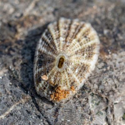  Keyhole Limpet! A Marvel of Intertidal Ecology With Its Remarkable Adhesive Capabilities