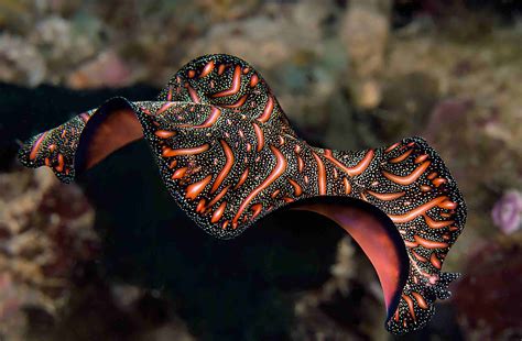 Kuhnia:  A Flatworm Wonder Whose Transparent Body Will Leave You Speechless!