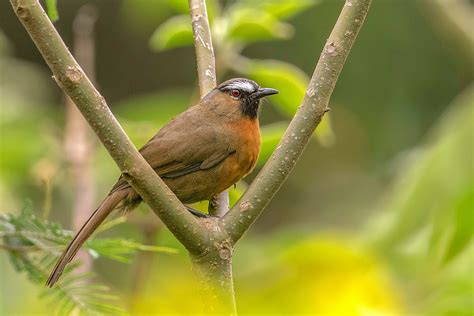  Laughingthrush! A Bird With a Melody That Could Melt Your Troubles Away