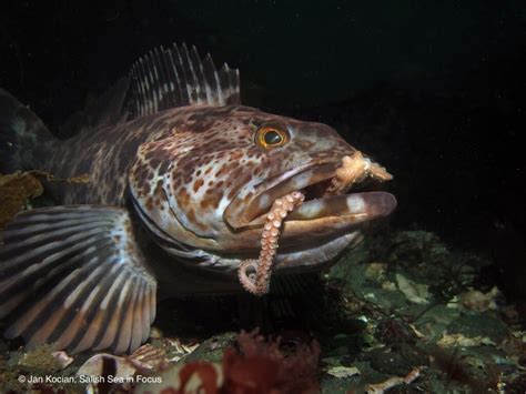  Lingcod: This Majestic Predator Lurks in Pacific Waters Waiting for its Unsuspecting Prey!