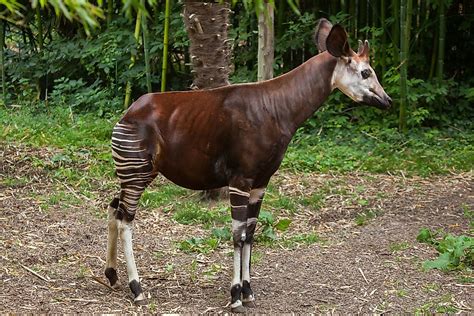  Okapi: An Unexpectedly Striking Blend of Zebra Stripes and Giraffe-Like Physique!