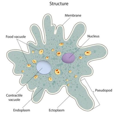  Opercularia! This Single-Celled Wonder Exemplifies Both Microscopic Elegance and Amoeboid Adaptability