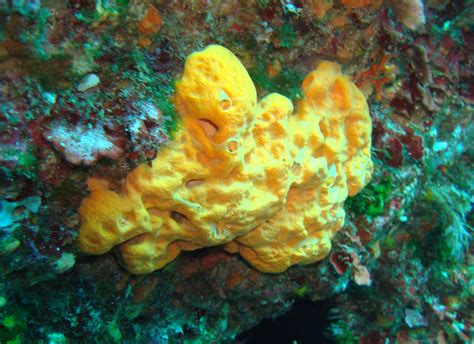  Orange-Striped Sponge: Discovering the Underwater Masterpieces of Demospongiae!