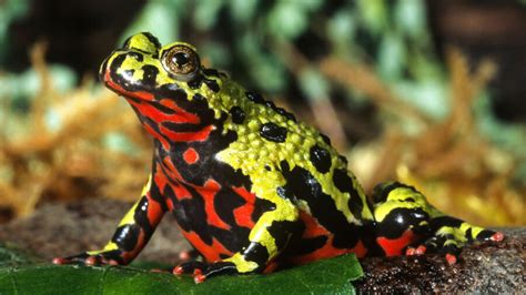 Oriental Fire-Bellied Toad: An Amphibious Enigma With a Fiery Personality! 