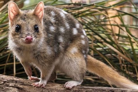 Quoll: This Adorable Marsupial Is Known for Its Powerful Jaws and Energetic Hunting Style!