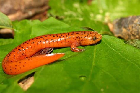 Salamander: A Wonderful Amphibian With Spots That Blend Seamlessly Into Its Woodland Surroundings!