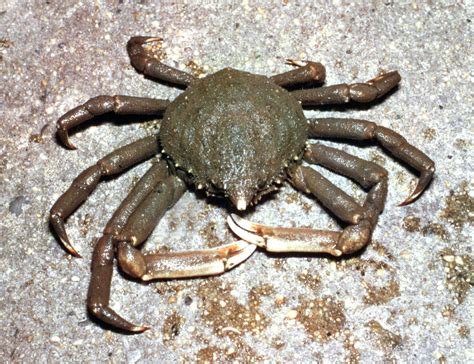 Spider Crabs: A Delightful Mix of Arachnid Agility and Crustacean Camaraderie!