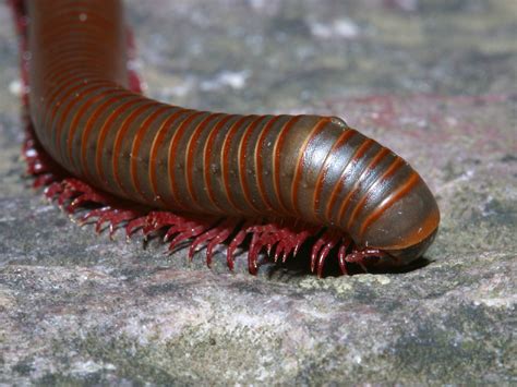  Tachypodoi: A Millipede With More Legs Than You Can Count – Literally!