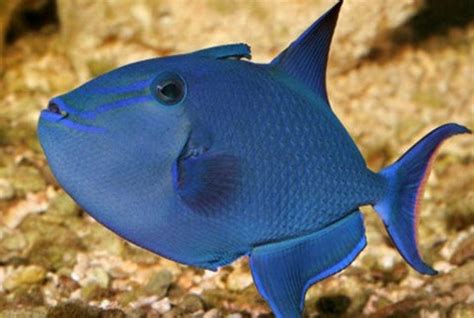  Triggerfish! Unveiling the Secrets of this Striking, Aggressive Reef Dweller with Armor-Like Scales