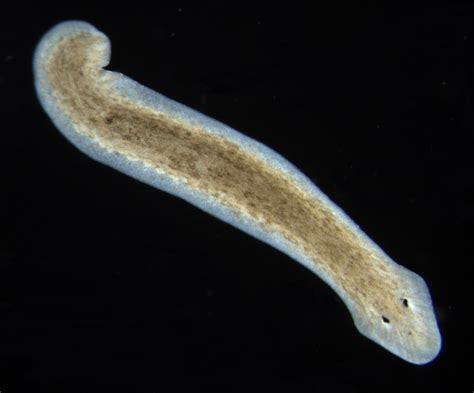 Understanding Unilateralis:  A Tiny Flatworm That Thrives In A Surprisingly Diverse Range Of Aquatic Environments!