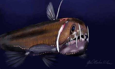 Viperfish: A Bony Deep-Sea Dweller Known for its Photophore-Studded Body and Fearsome Appearance!