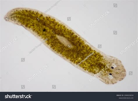 White fluke! A parasitic flatworm known for its remarkable adaptability within freshwater fish.