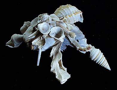 Xenophora Conchiferous: A Shell Collector With Exquisite Taste for Sea Debris!