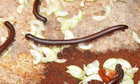  Zigzag Millipede: A Tiny Earthworm With Many Legs That Loves To Feast on Decaying Matter!